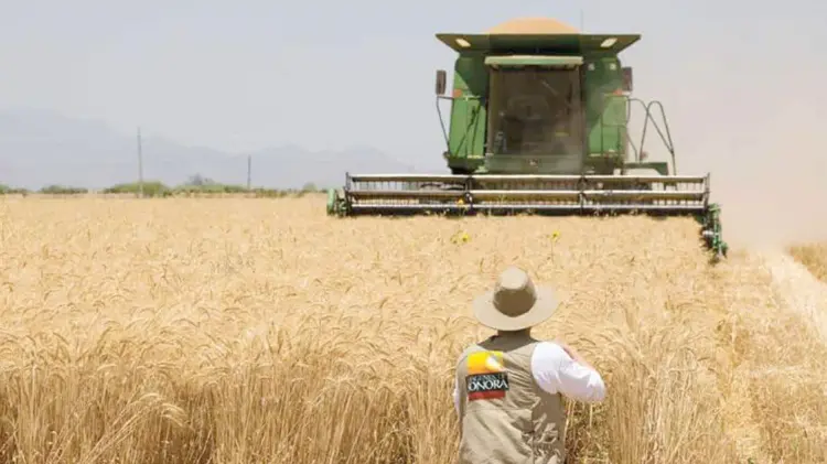Los agricultores del estado se encuentran en una situación financiera complicada. (Especial/EXPRESO)