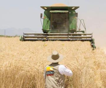 Producción de trigo en el sur de Sonora cae 18%