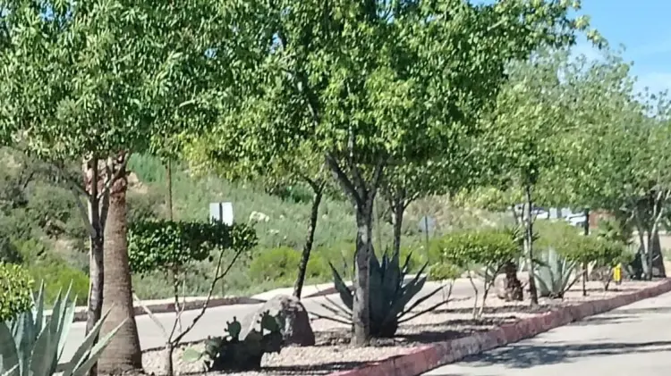 Los árboles serán plantados en diferentes sectores de la ciudad. (Foto: Especial)