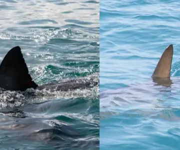 Detectan rastros de cocaína en tiburones