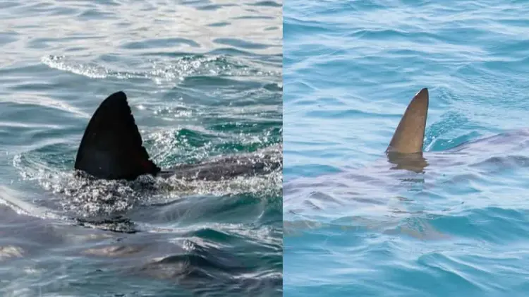 El descubrimiento fue en Recreio dos Bandeirantes. (Foto: Especial/EXPRESO)