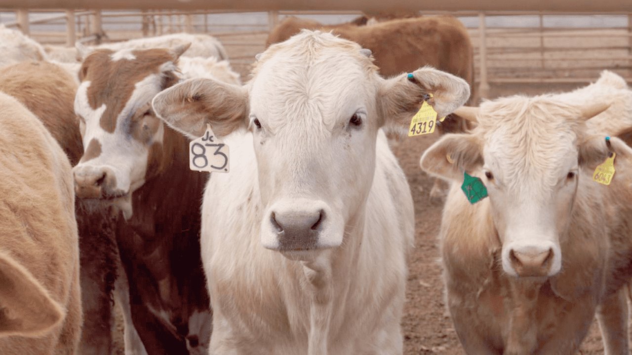 Autoridades estadounidenses visitarán Sonora para verificar calidad de carne