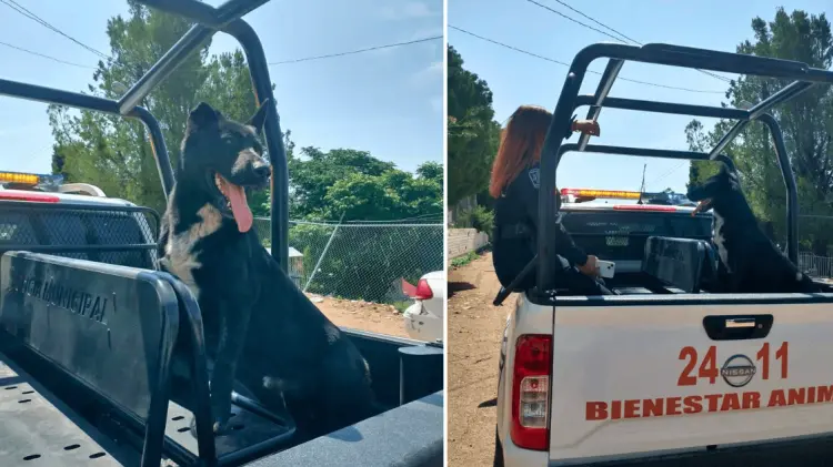 El perrito fue rescatado y buscan a sus dueños. (Foto: Cortesía)