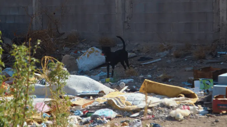 En lo que va del 2024 se han recolectado 10 mil toneladas de basura. (Foto: Ramón Munguía/EXPRESO)