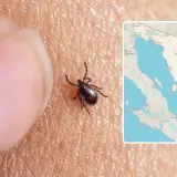 Sonora, con la letalidad más alta del país por rickettsia