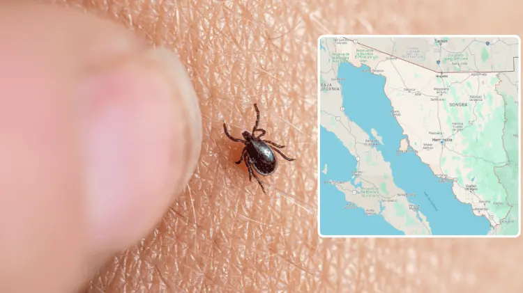 La rickettsiosis ha acabado con la vida de 22 sonorenses en lo que va del año. (Foto: Especial)