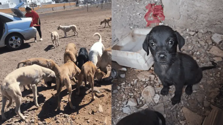 Ha rescatado a 11 perritos que se encontraban en malas condiciones. (Fotos: Cortesía)