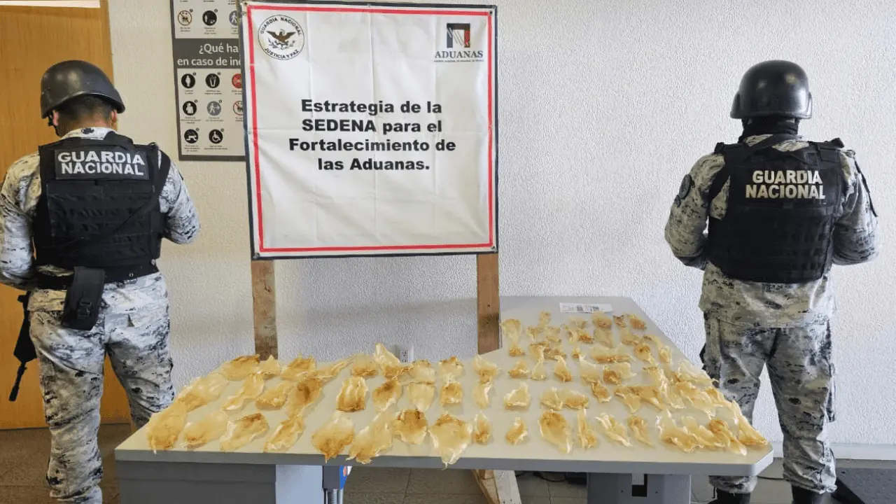 Aseguran 75 buches de totoaba en Sonoyta