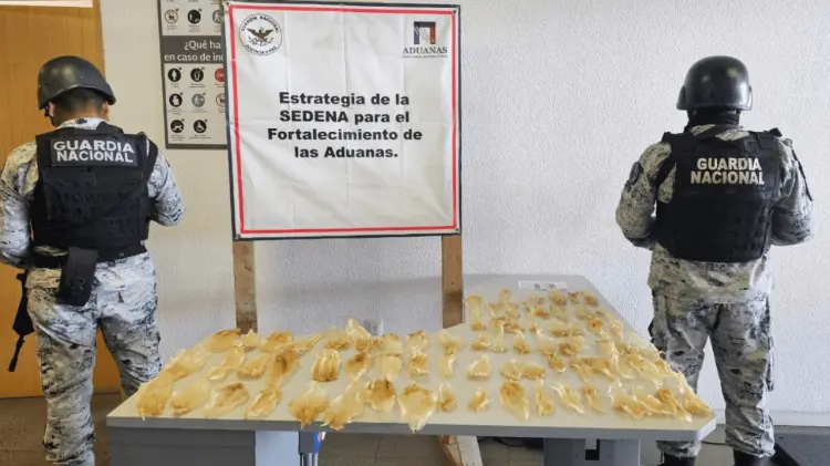 Las piezas de la especie sujeta a protección especial eran trasladados en un camión de paquetería.