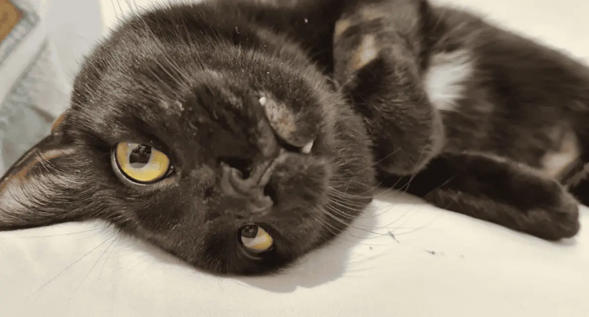 Lo que debes saber sobre el Día internacional del Gato
