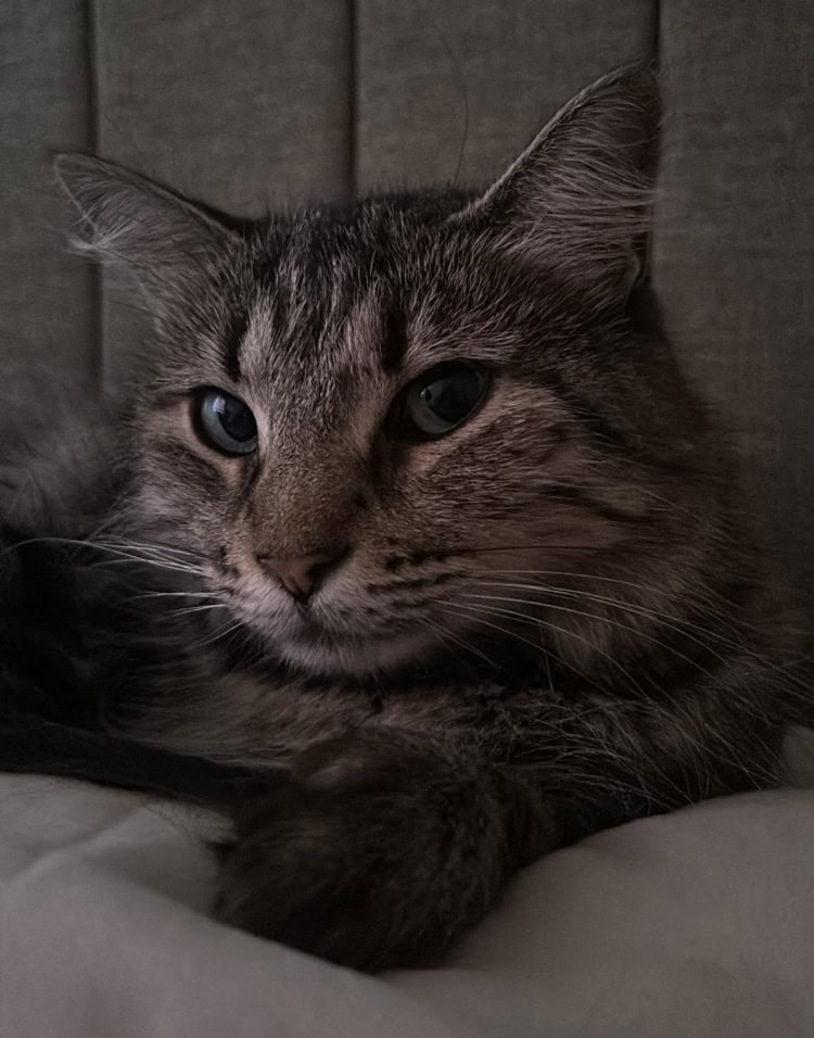 Lo que debes saber sobre el Día internacional del Gato