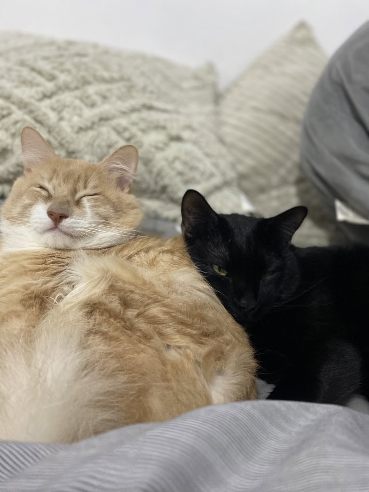 Lo que debes saber sobre el Día internacional del Gato
