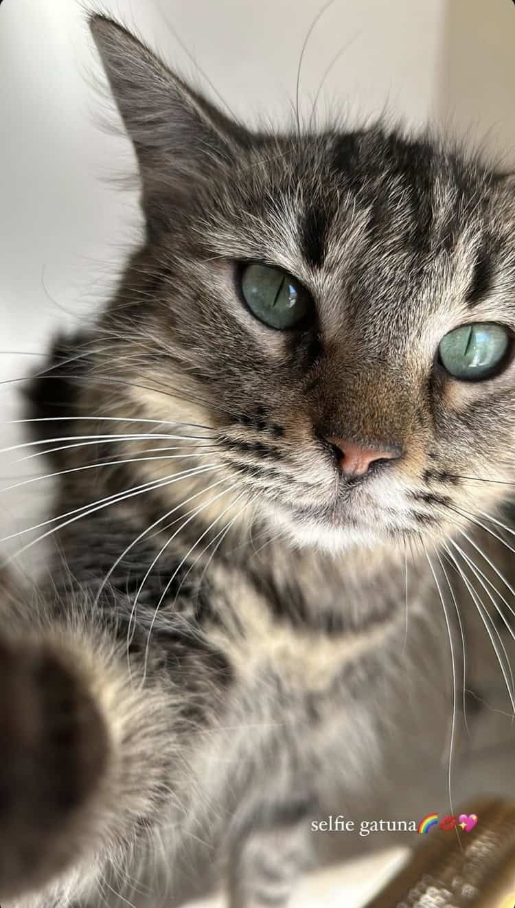 Lo que debes saber sobre el Día internacional del Gato