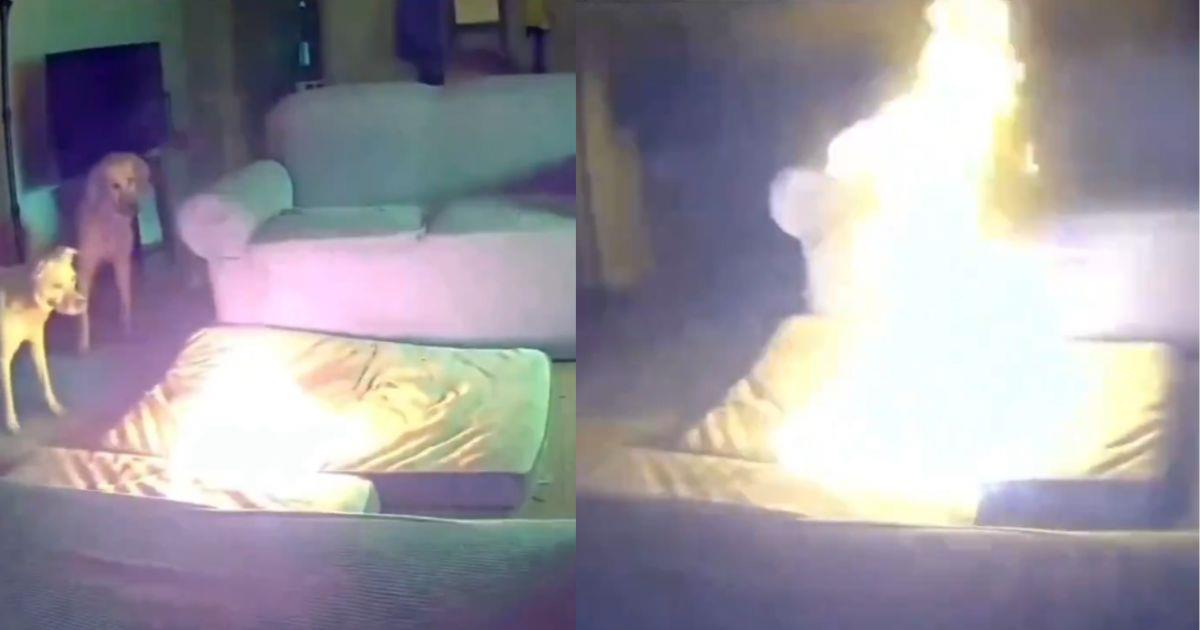 Perro causa incendio en una casa tras morder una batería de litio