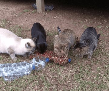 Investigarán muerte de 8 gatos en colonia Ley 57