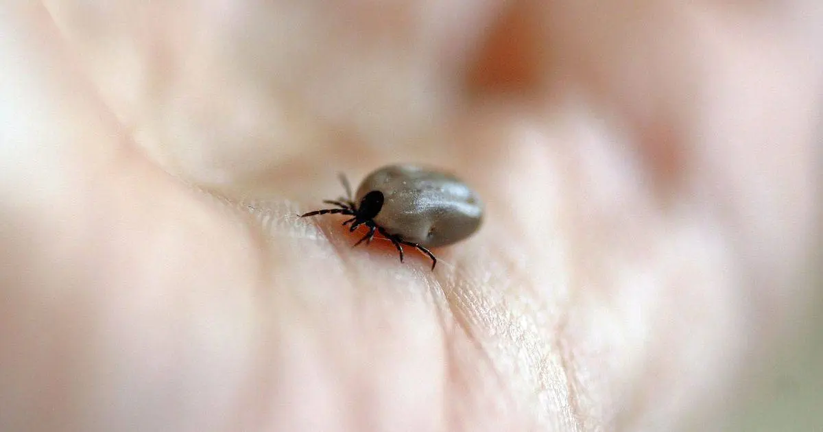 Sonora a la cabeza en casos de rickettsiosis