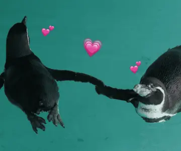 El amor está en el aire... esperan nuevas crías de pingüinos en Mazatlán