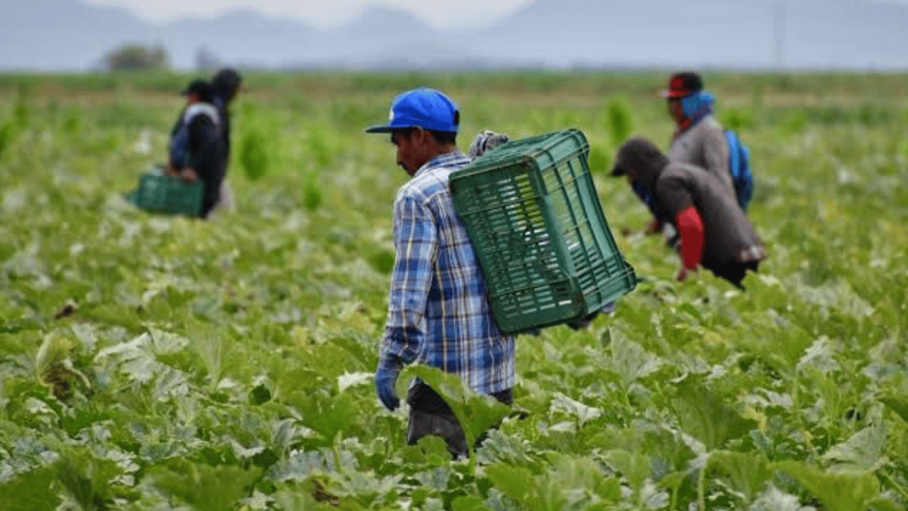 Sheinbaum: Migrantes sostienen economía agrícola de Estados Unidos