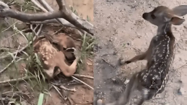 El día de ayer se viralizaron las imágenes de las crías recién nacidas. (Foto: Especial / EXPRESO)