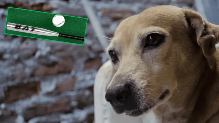 Erika solicitó la presencia de las autoridades para levantar la denuncia. (Foto: Ilustrativa)