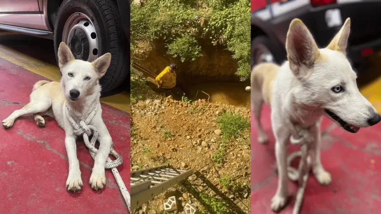 Desconocen cómo cayó al agua. (Especial / EXPRESO)