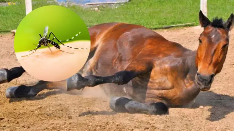 Foto: Especial / EXPRESO.