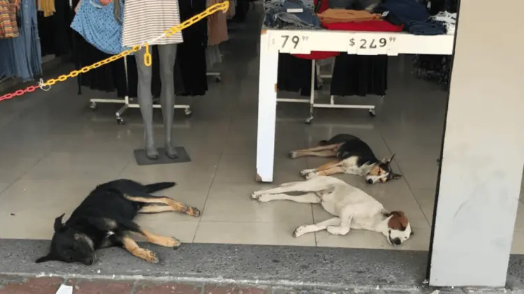 La mitad de los perros continúa en hogares temporales. (Foto: Archivo / Ramón Munguía)