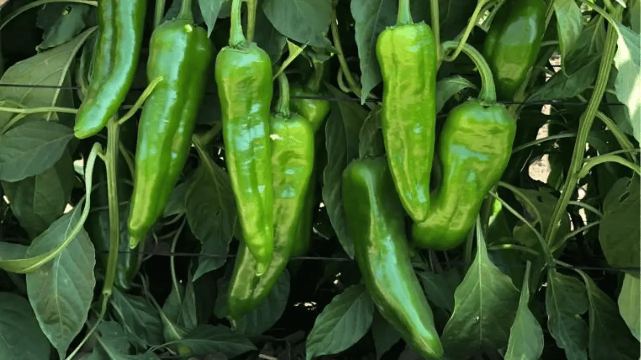 Cae 20% cosecha de chile verde en el estado