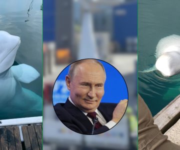 ¿Qué se sabe de la muerte de la beluga espía de Rusia, Hvaldimir?