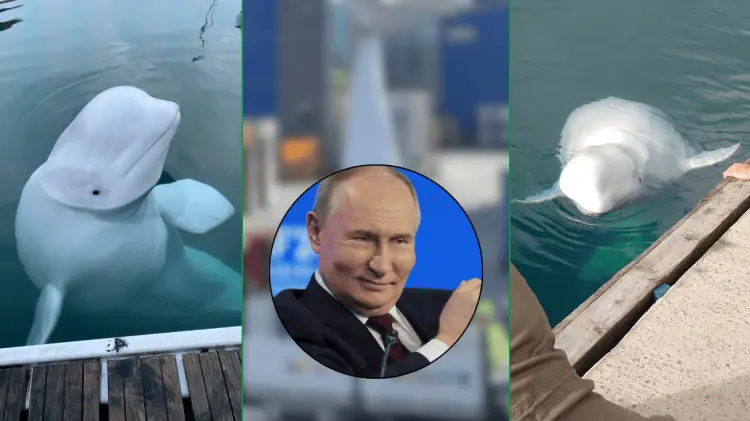 Hvaldimir era señalada como una ballena rusa espía en Noruega. (Foto: Especial)