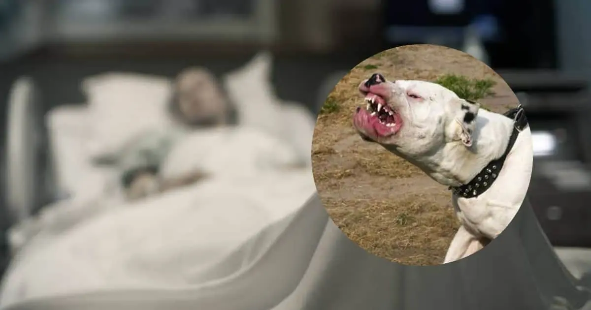Maratonista es atacada por tres perros pitbull; podría perder ambos brazos