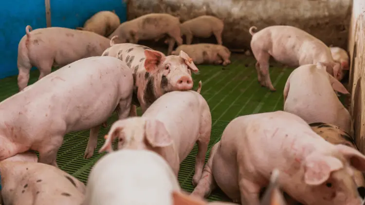 Hasta julio de este año, Sonora ha producido 236 mil 222 toneladas de ganado porcino. (Especial)