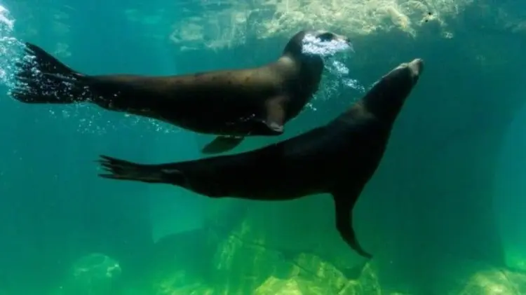 El sujeto no habría sido atacado por los animales. (Foto: Especial)