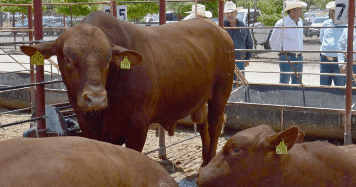 México y EU pactan suspender importación de ganado por 15 días
