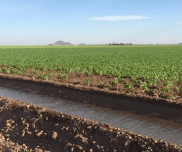 Se reduce la superficie de cosecha en México; Sonora entre los más afectados