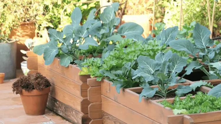Berenjenas, tomates y betabeles son algunos cultivos para tu huerto. (Especial / EXPRESO)