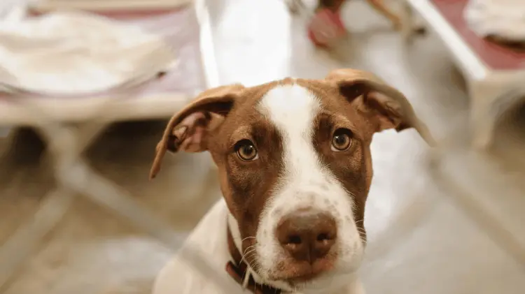 Un perro es un compañero que requiere cuidados y amor. (Especial / EXPRESO)