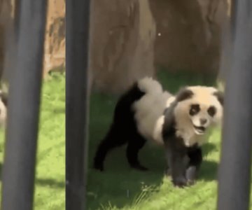 VIDEO | ¡No eran osos panda! Zoológico causa polémica al disfrazar a perros