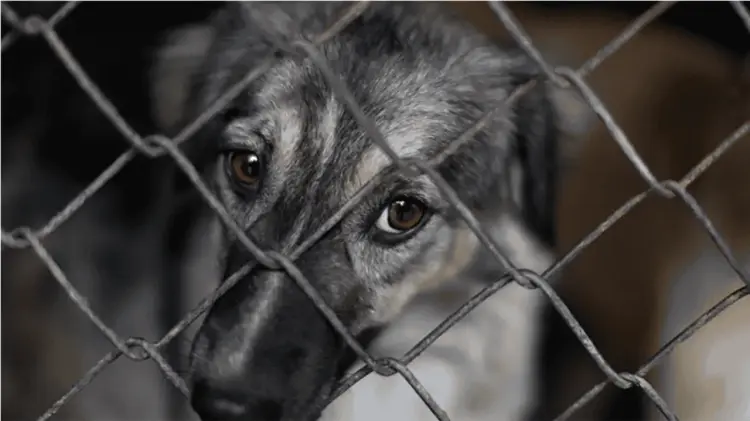 Los casos de maltrato animal en el estado han aumentado. (Especial / EXPRESO)