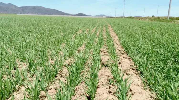 170 mil hectáreas de tierras de cultivo en el Valle del Yaqui están en riesgo. (Foto: Especial)