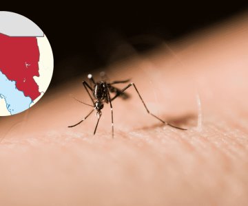 Navojoa y Caborca encabezan los municipios con más casos de dengue en 2024