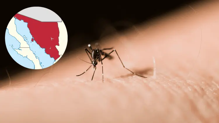 El dengue ha afectado a más de cien personas en Sonora. (Foto: Especial/EXPRESO)