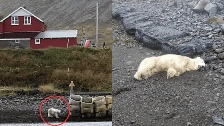 El oso polar fue abatido por las autoridades en Westfjords, Islandia. (Foto: Cortesía/RR.SS.)