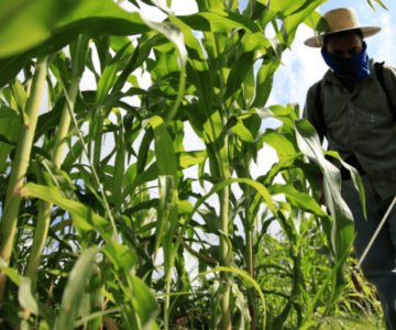 Lanzarán curso técnico en agricultura sustentable en Sonora y Sinaloa