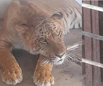 Encuentran un ligre durante cateo en una vivienda en Chihuahua