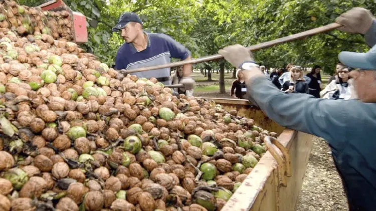 La cosecha de cultivo de nuez en el norte alcanzará su punto máximo en los próximos meses. (Especial)