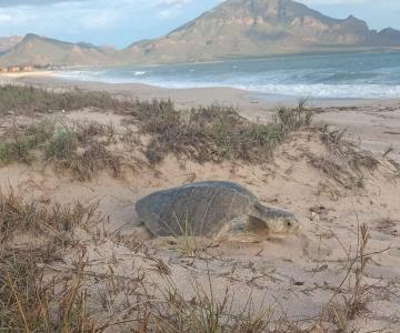 Llegan las tortugas a desovar a Guaymas