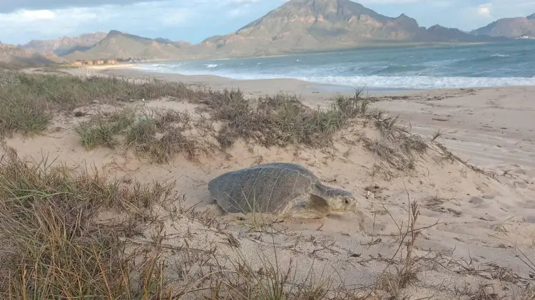 La tortuga golfina llega a desovar a las playas esta época del año.