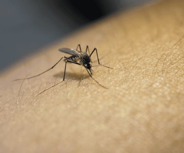 Reporta SSA 44 contagios de dengue en una semana