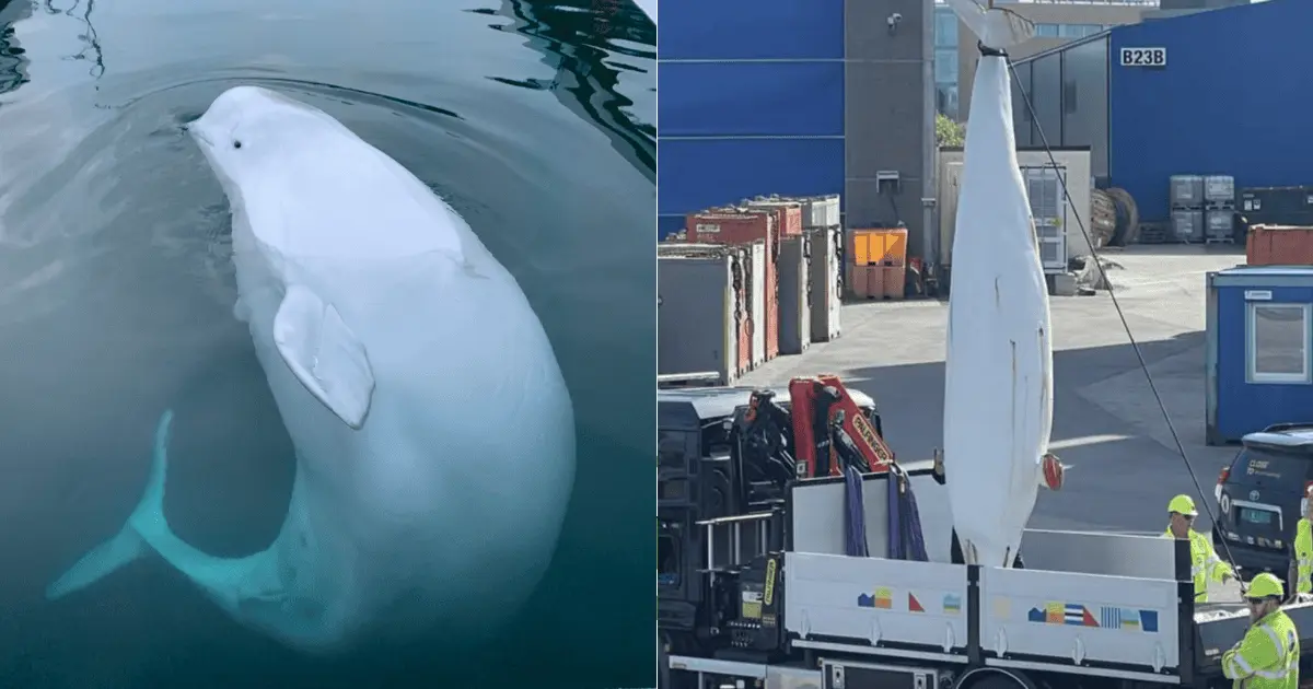 Autopsia revela causa de muerte de Hvaldimir, beluga espía rusa
